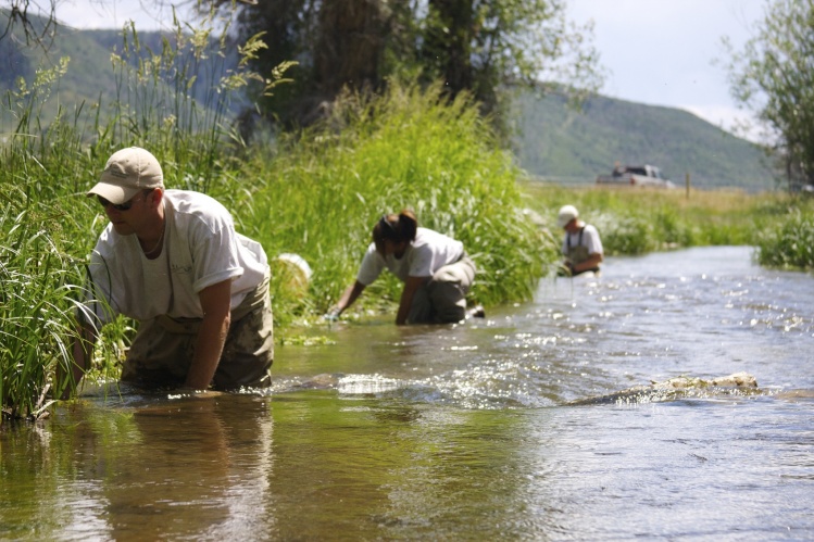 Providing the quality of restoration and enhancement work that CFI guarantees involves everything from complex design strategies to hard handwork implementations. Luckily for the CFI team, knee-deep in a trout stream is where we like to be. 