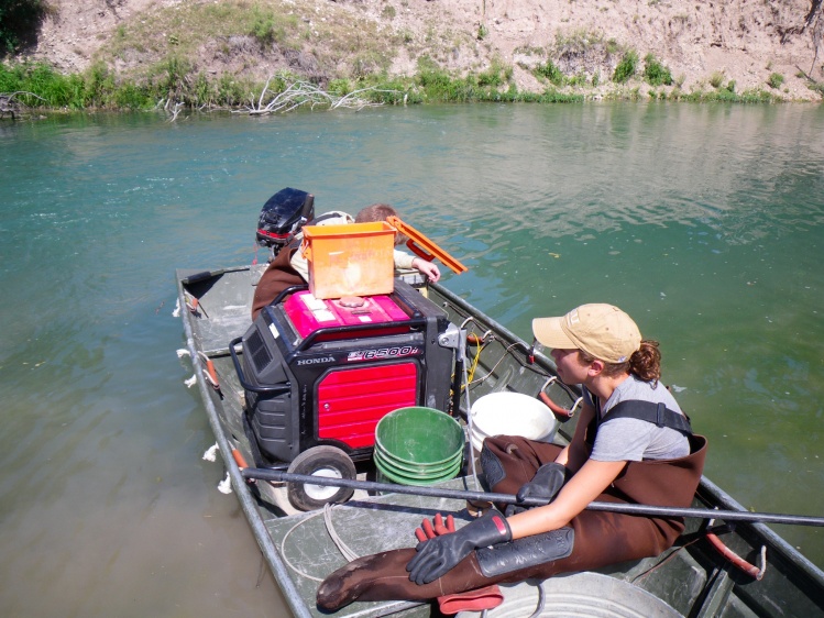Guadalupe bass studies - Pedernales River, TX