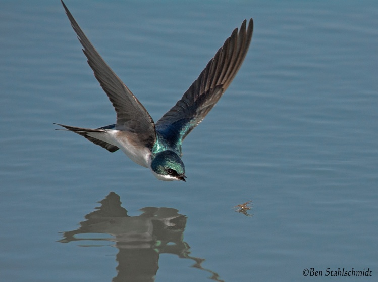 This tree swallow couldn't get enough mayflies