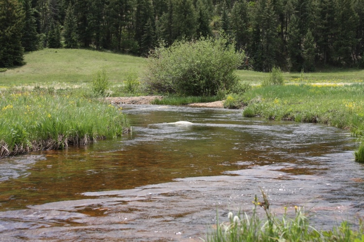 Brown Trout Fishery Rejuvenation - Jefferson County:

Annually challenged by increased summer temperatures and lack of overwintering habitat, a group of conservation minded landowners contracted CFI to remedy these limiting factors associated with their B