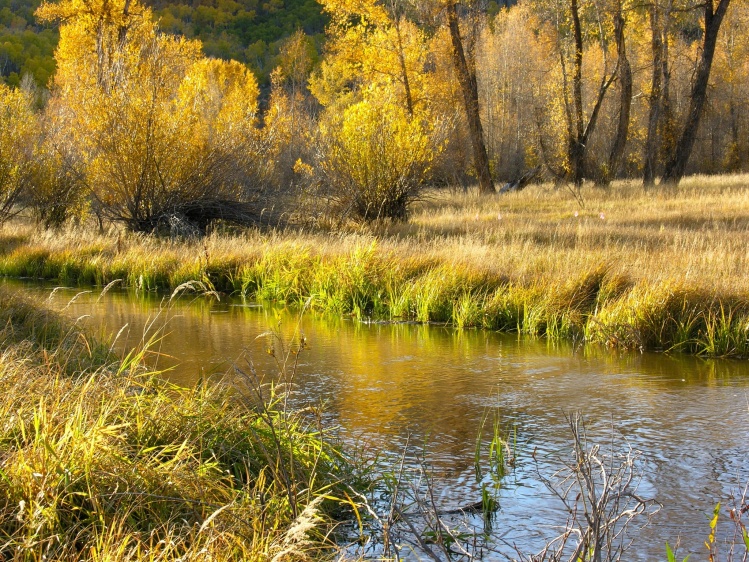 Spring Creek Design and Development - Routt County:

CFI was contracted to increase angling opportunities along an undeveloped off-channel braid of the Elk River of in Routt County. CFI's goal of utilizing existing salmonid resources from the adjacent pro