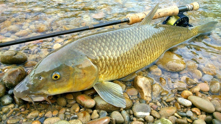 #Barbel #FlyFishing #Spain with O2NATOS | Angler Friendly | Maxia Rods | Fish Partner - Angling tours | WFFC Chile 2014 | Blimey, S.A. | Barrio Fly Lines | High Horse Fly | Iktus Sport Fishing &amp; Paseda Fly Tying