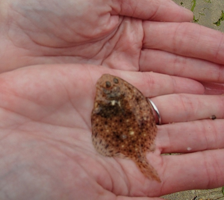 I work with children to teach them about the bay, marsh and ocean, found this little flounder in the net today.....released and sent on his merry way.