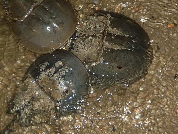 Horseshoe crab mating means the fishing will perk up now.  This was from last night when the beach was like a cheap motel on prom night.