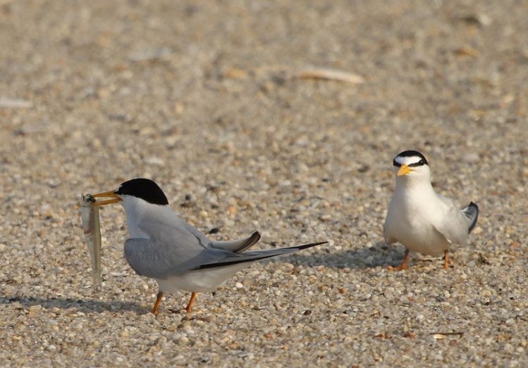 I'm glad someone is catching!  My friend sent me this picture after we struck out the other night......it's all good. These are the least terns and they have nested here in Sandy Hook, NJ.
