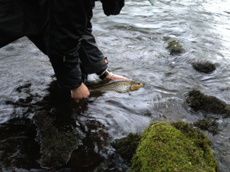 Caught and released on the inny
