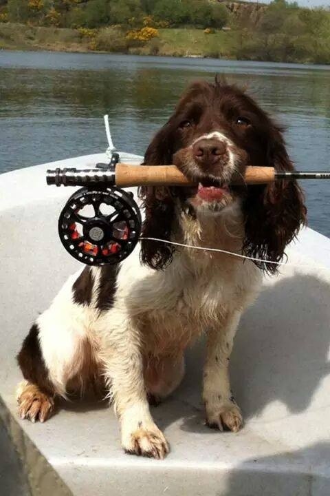 El mejor amigo del pescador !!!
