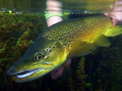 Stripped Down: The Brown Trout Project