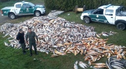 Decomisaron casi 15 toneladas de pescado