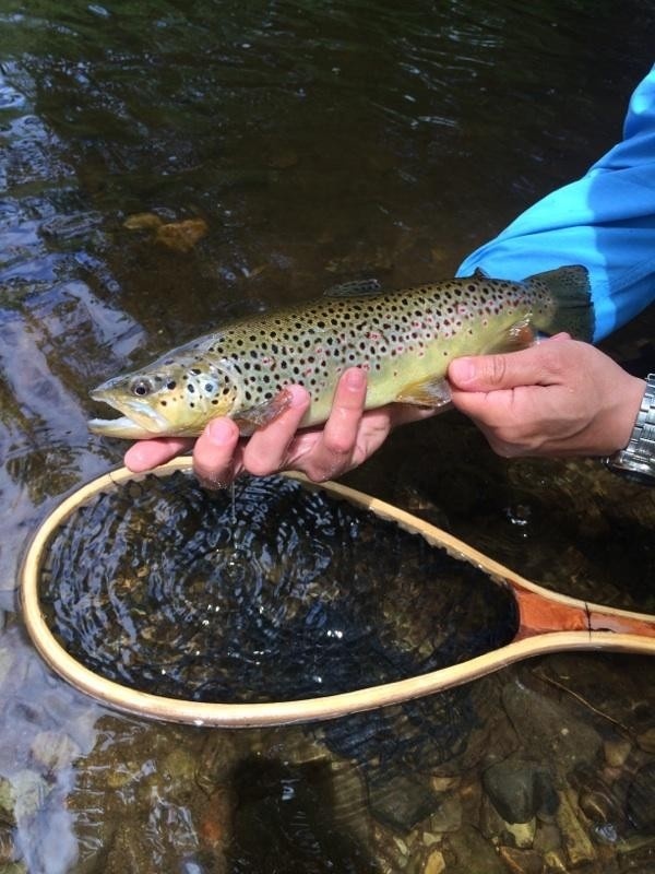 Poestenkill Creek, Nicest Brown Trout I caught that day! 