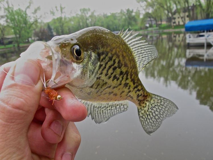 crappie on the fly. catch them every cast!