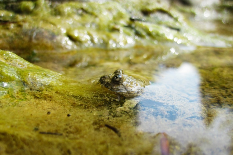 The European fire-bellied toad (Bombina bombina) lurking from the water