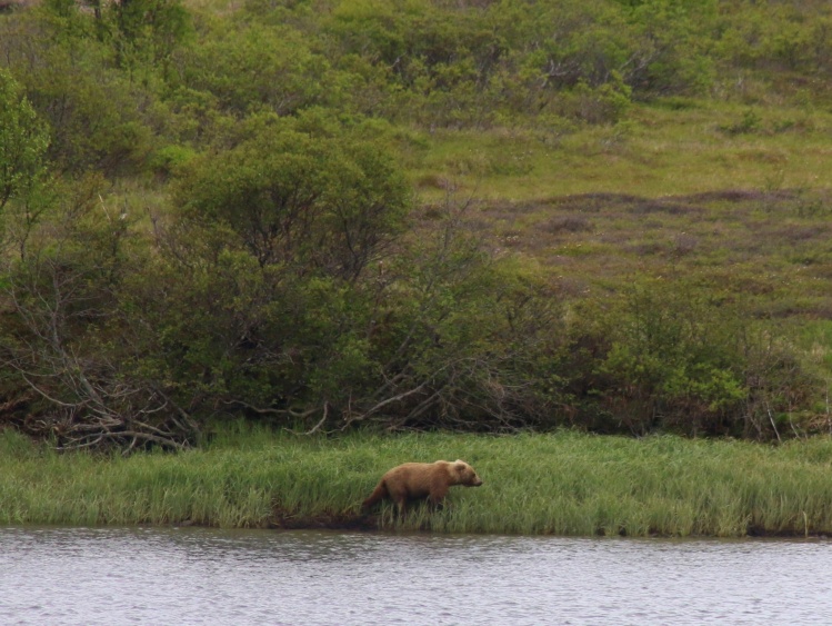 Alaska 2014 - Naknek river, King Salmon