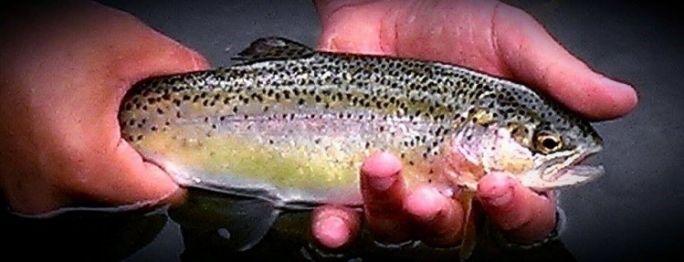 My very first trout on the fly ... not a monster but still a fish I will remember