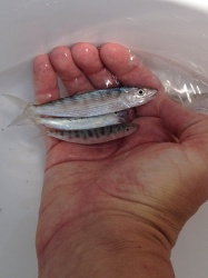 News: Recent Florida Keys Baby Bonefish Search a Success