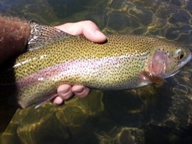A nice Rogue River Trout!