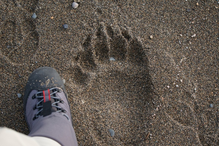 Bear footprints in the sand.