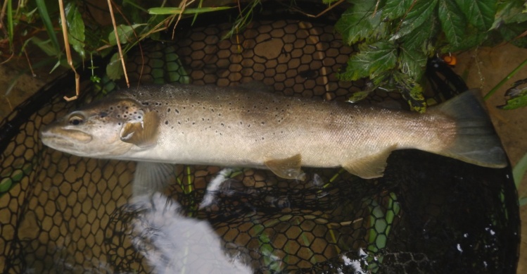 Normal size lower Bienne trout