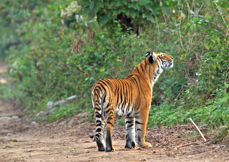 Welcome to the Jim Corbett Tiger Reserve 