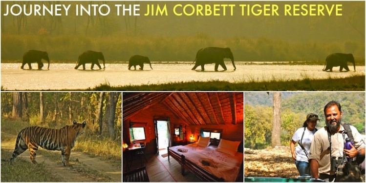 Compliment your angling adventure with a tiger safari in one of India's finest tiger reserves. 