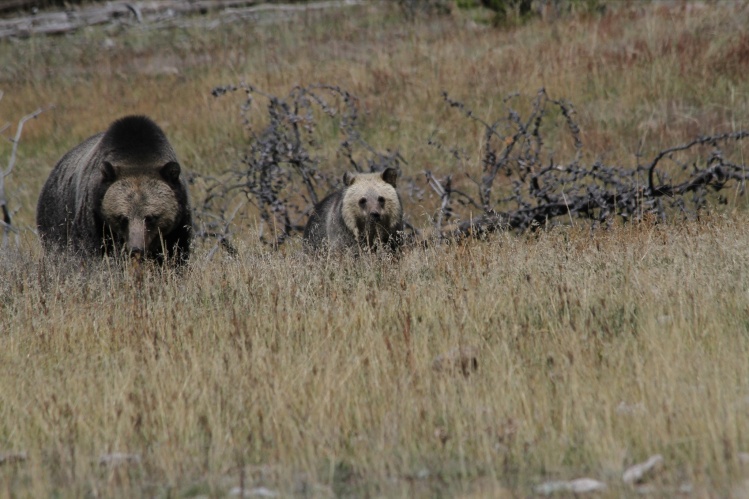 Grizzly and cub near the Gibbon River in Yellowstone National Park.