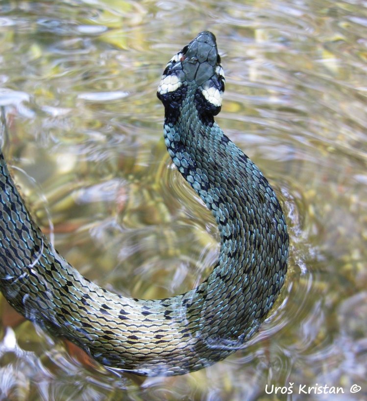 Grass snake or Water snake (Natrix natrix)