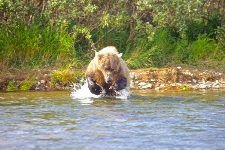 A giant brown bear launching on  some sockeye salmon