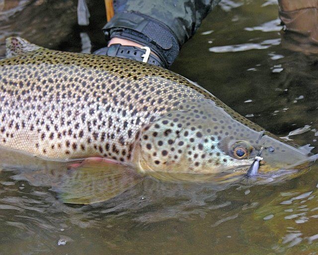 Great Limay brown !!!!