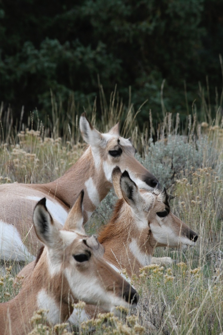 Pronghorn Antelope next to the road at Slough Creek - Yellowstone National Park