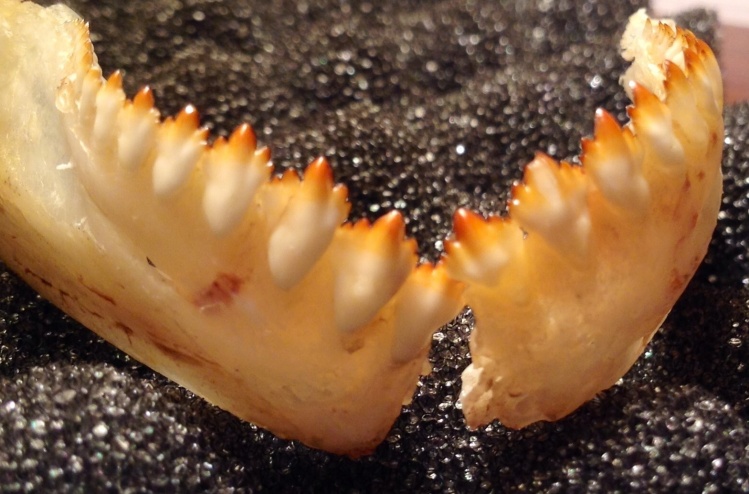 Quijada inferior de un pirá pitá. Se destaca por su hilera de dientes tricúspides. que en ejemplares ya adultos presentan dos pequeñas cúspides laterales adicionales, convirtiéndose en pentacúspides