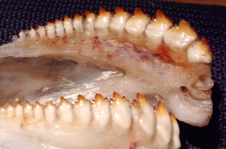Lower jaw of a pitá pirá. It is notable for its row of tricuspid teeth. Adults have two additional small lateral cusps, becoming pentacuspid.
