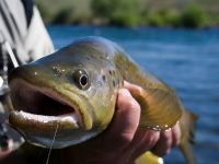 Foto de pesca con mosca