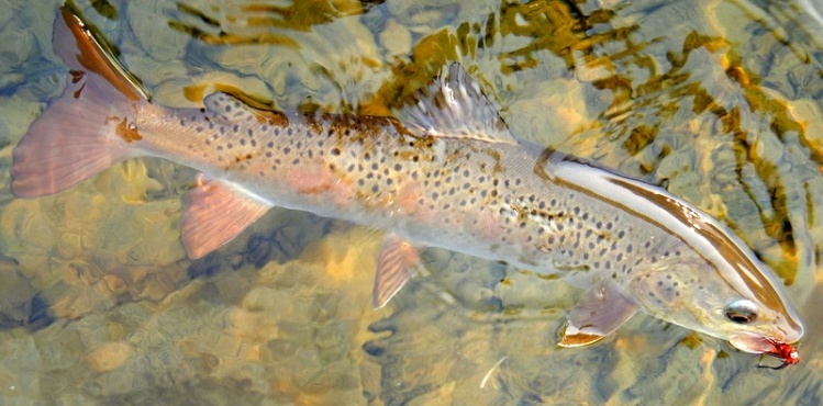 Colorful Lenok Trout and Grayling for the avid fly-fisherman