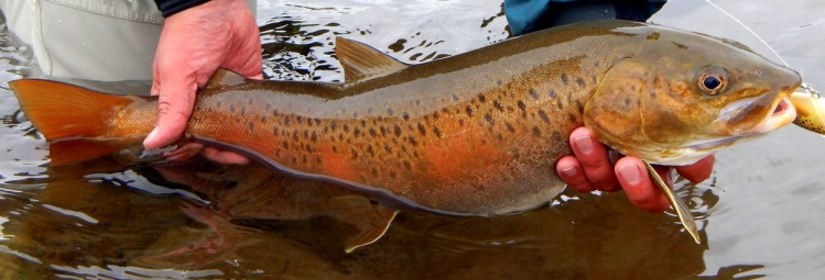 A fat Lenok Trout in prime condition during our fall fishing season at river Selenge.