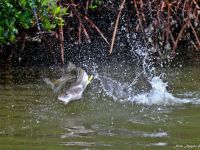 Foto de pesca con mosca