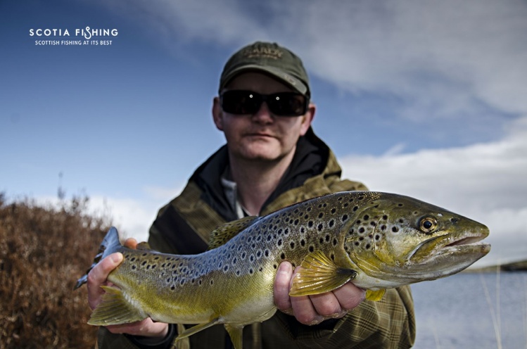 Beautiful brown trout caught on dry fly
