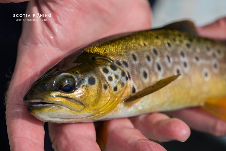 Stunning little wild brown trout