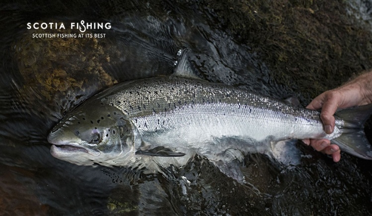 A fine example of a River Tay Salmon