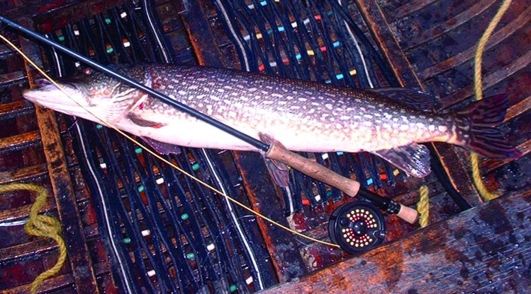 Northern Pike Fly Fishing in Northern Ontario Canada