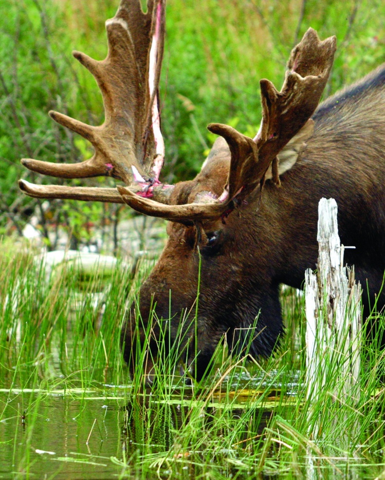 Moose viewing while fly fishing in Northern Ontario Canada