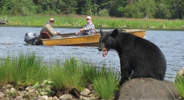 Black Bear watching while fly fishing in Northern Ontario Canada
