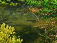 Fly fishing picture