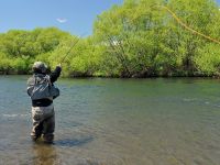 Fly fishing picture