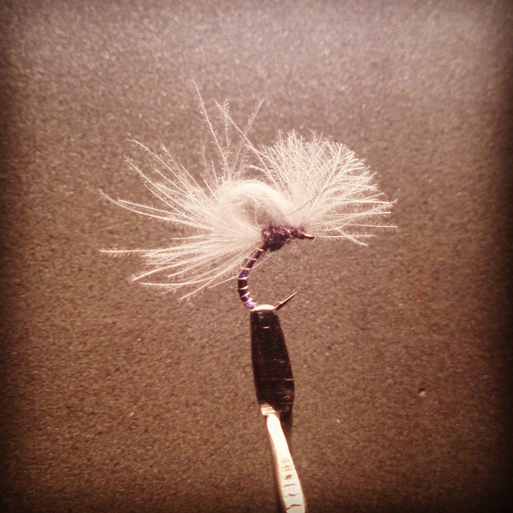 #17 TMC 212Y CDC loop wing emerger for Smallmouth Yellowfish