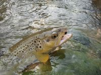 Fly fishing picture