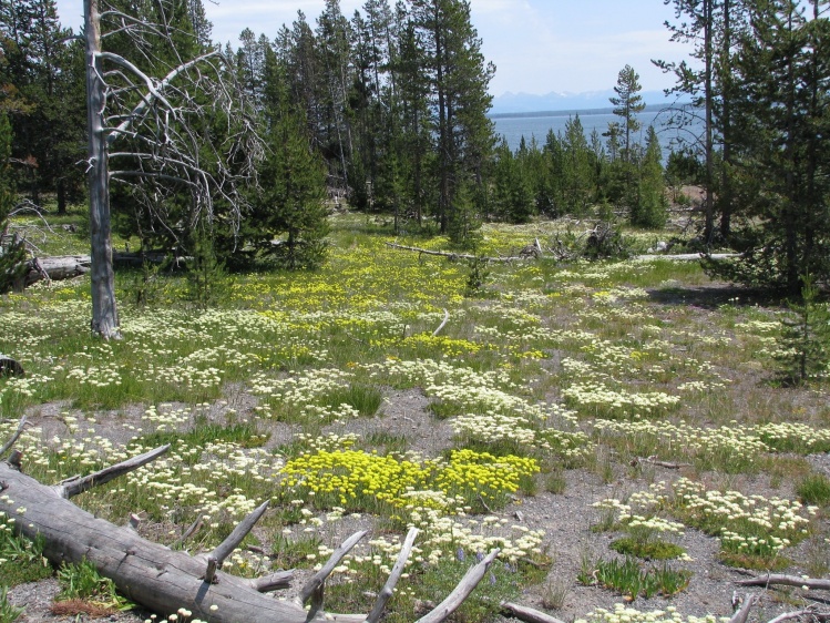 Yellowstone Park flowers - WY