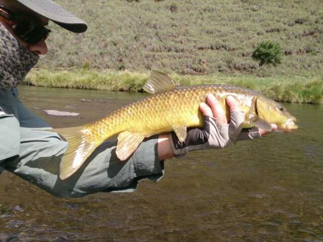 Had the most amazing dry fly take from this fish in the Bokong River Lesotho