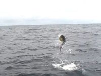 Foto de pesca con mosca