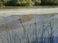 Foto de pesca con mosca