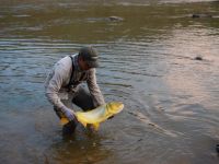 Fly fishing picture